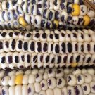 Corn Seeds Montana Cudu Vegetable Gardening
