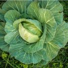 Cabbage Seeds Golden Acre Vegetable Gardening