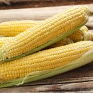 Sweet Yellow Corn Seeds Golden Beauty Vegetable Gardening