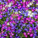 Flower Seeds Lobelia Fountain Mix Garden Pollinator Flowers Save The Bees Vegetable Gardening