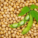 Soybean Seeds Glycine Max Edamame Vegetable Gardening