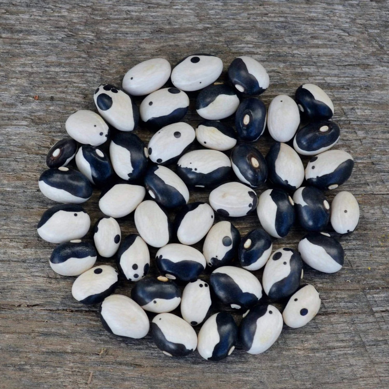 Calypso Shelling Bean Seeds Vegetable Gardening