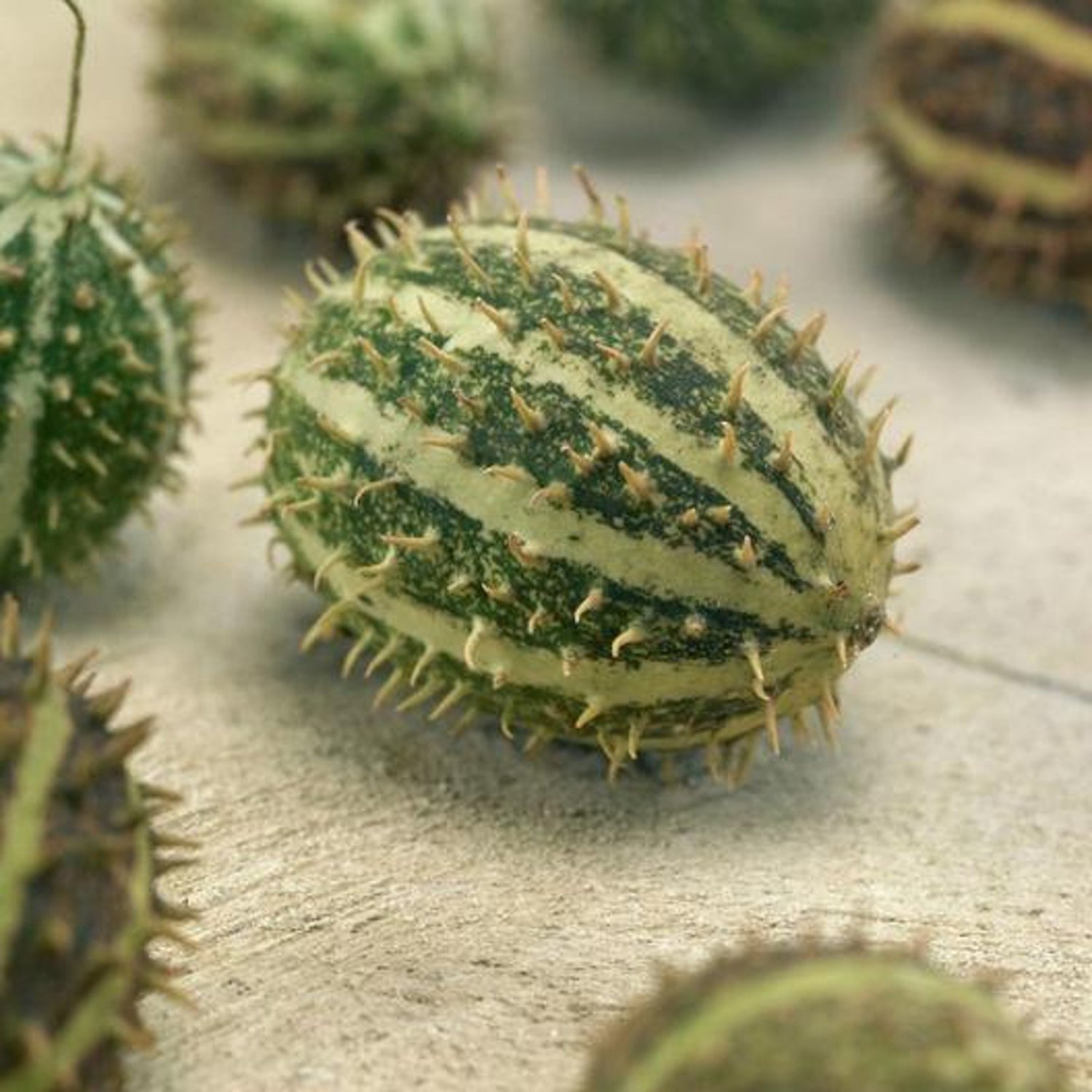 Bush Hog Cucumber Seeds Open Pollinated Vegetable Gardening