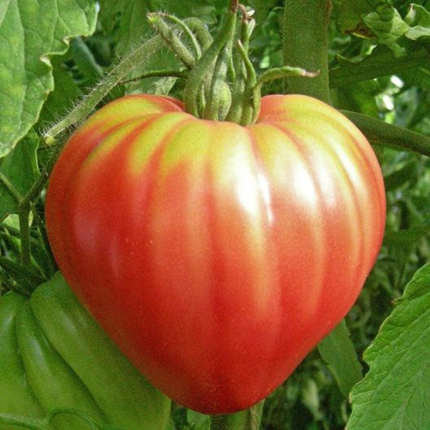 Tomato Seeds Pink Oxheart Tomato Open Pollinated Vegetable Gardening