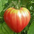 Tomato Seeds Pink Oxheart Tomato Open Pollinated Vegetable Gardening