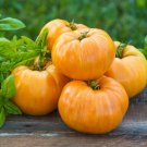 Tomato Seeds Orange Jazz Open Pollinated Vegetable Gardening