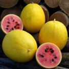 Golden Midget Watermelon Seeds Vegetable Gardening