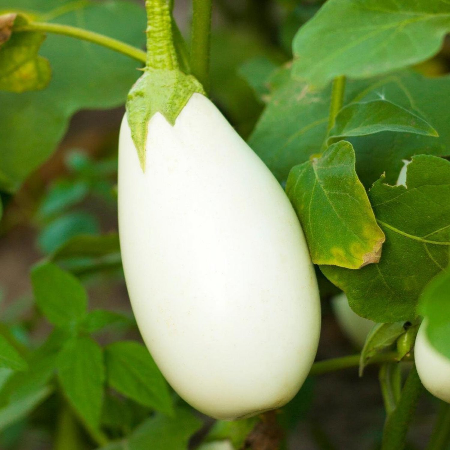 Casper Eggplant Seeds Open Pollinated Vegetable Gardening