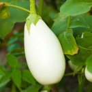 Casper Eggplant Seeds Open Pollinated Vegetable Gardening