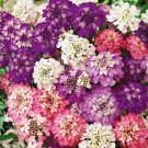 Flower Seeds Candytuft Seeds (Dwarf Fairy Mix Pink Annual Flowers Easy To Grow