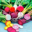 Rainbow Beets Seeds Vegetable Gardening