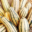 Honey Boat Delicata Squash Seeds Open Pollinated Vegetable Gardening