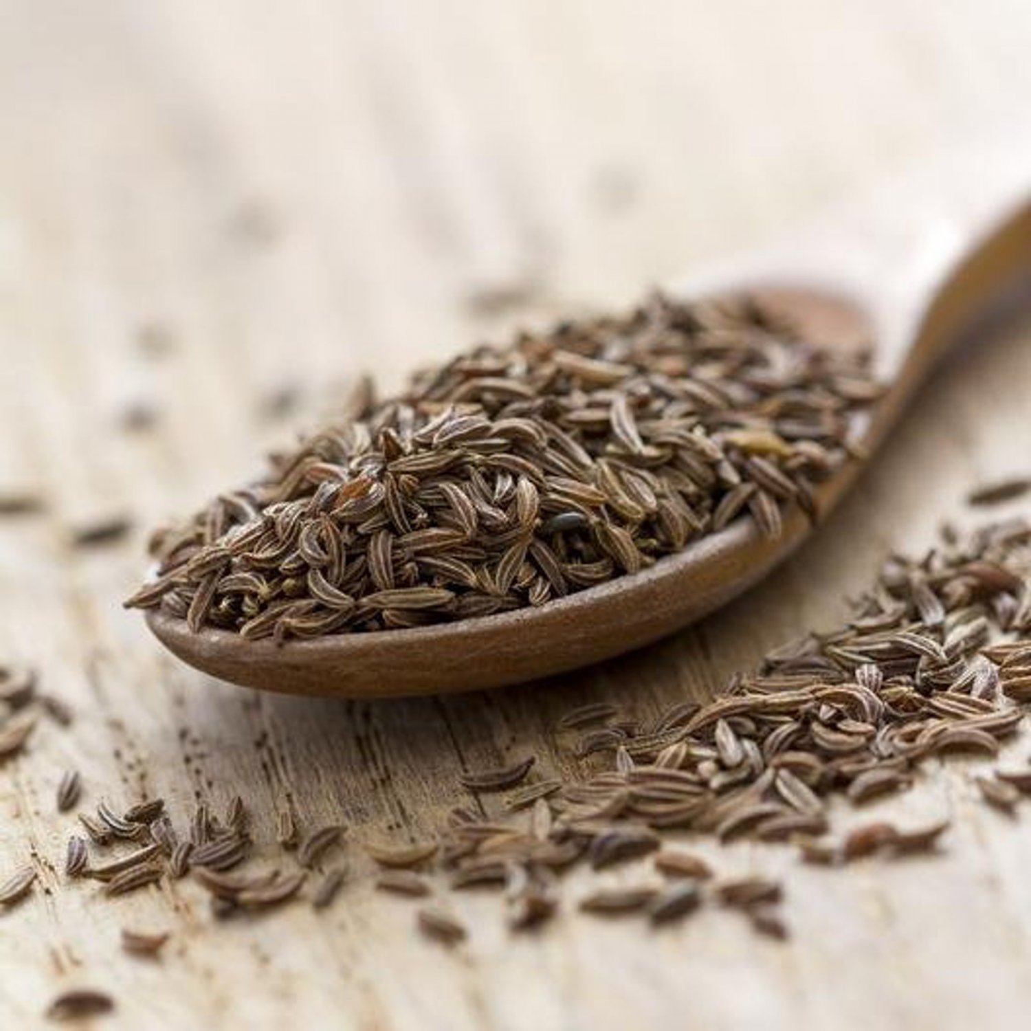 Caraway Herb Seeds Culinary Herb Open Pollinated Vegetable Gardening