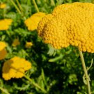 Flower Seeds Golden Yarrow Pollinator Flower Garden Flowers Easy Care Spring Gardening Local Seeds C