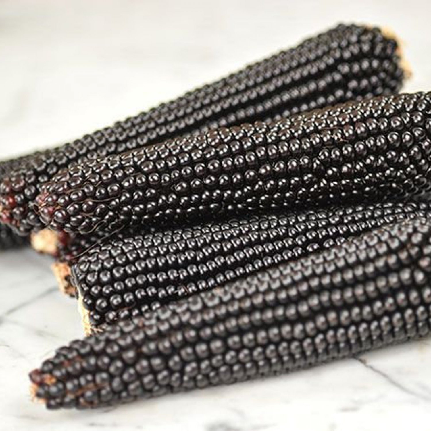 Corn Seeds Black Dakota Popcorn Open Pollinated Vegetable Gardening