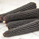 Corn Seeds Black Dakota Popcorn Open Pollinated Vegetable Gardening