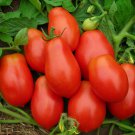 Roma Tomato Seeds Open Pollinated Vegetable Gardening