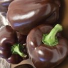 Pepper Seeds Chocolate Beauty Vegetable Gardening