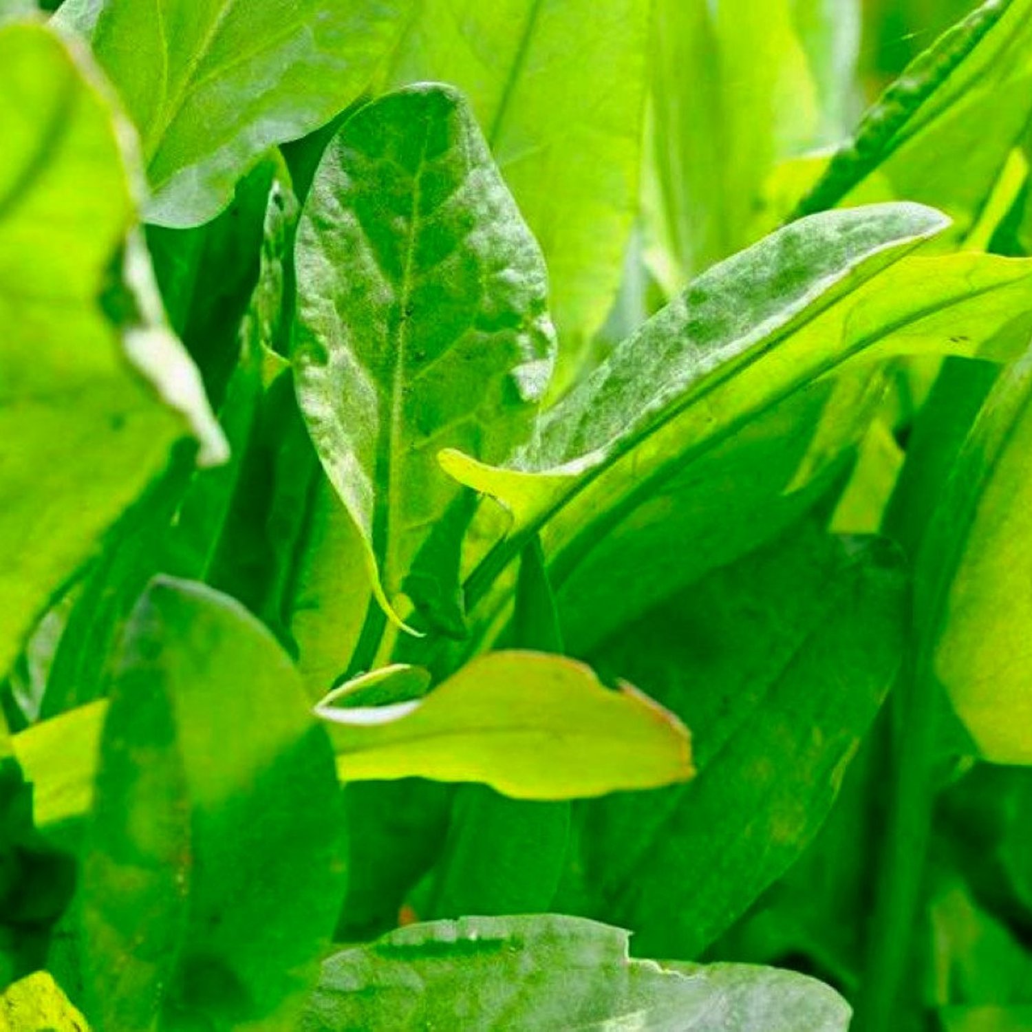 Large Leaf Sorrel Herb Seeds Fresh Herb Seeds