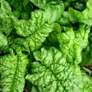 Bloomsdale Long Standing Spinach Seeds Fresh Garden Seeds