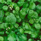 Watercress Cress Seeds Fresh Garden Seeds