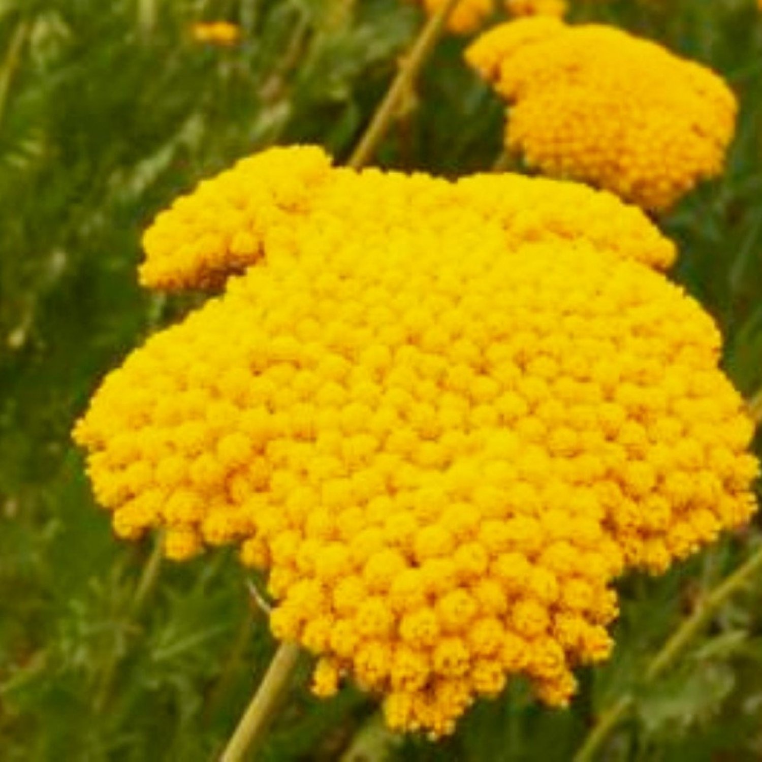 Golden Yarrow Seeds Fresh Garden Seeds