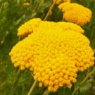 Golden Yarrow Seeds Fresh Garden Seeds