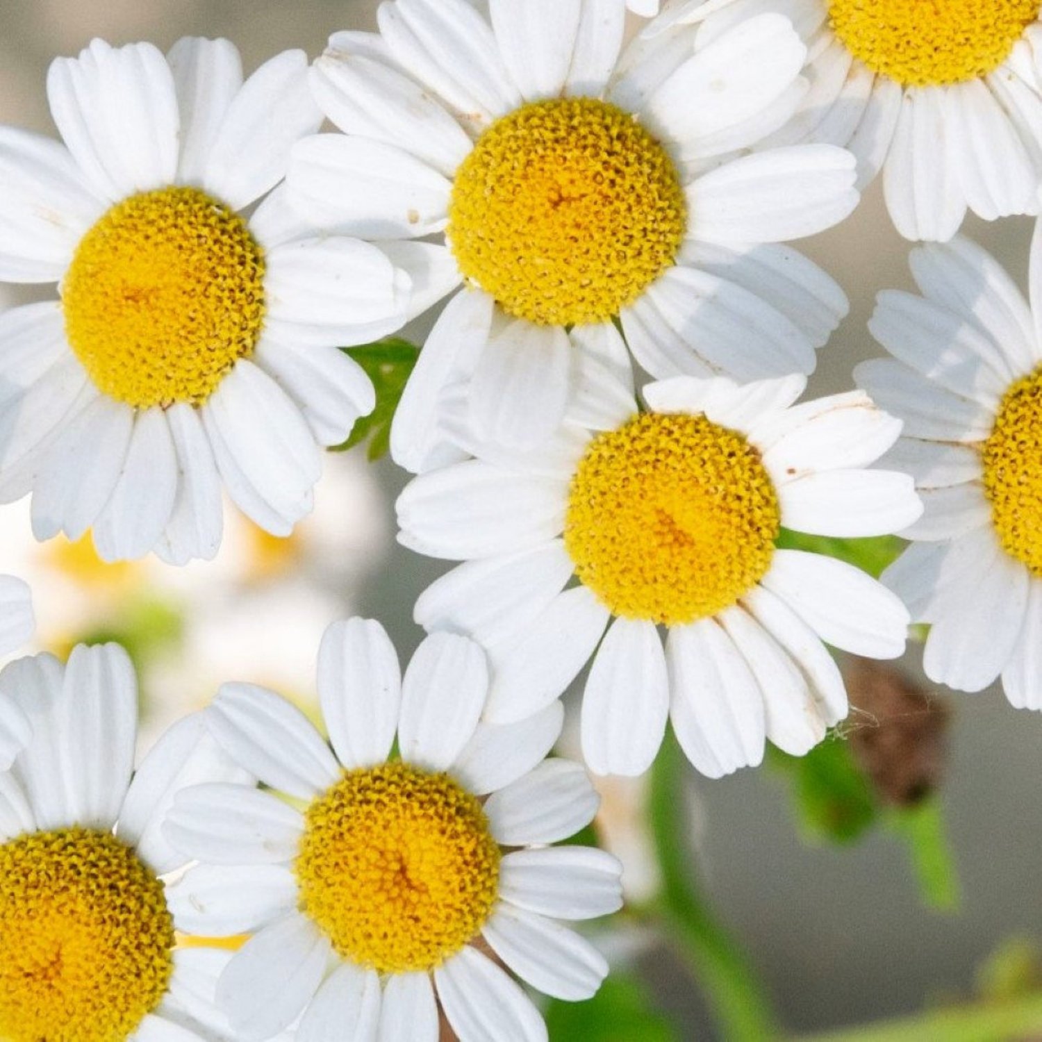 German Chamomile Seeds Fresh Garden Seeds