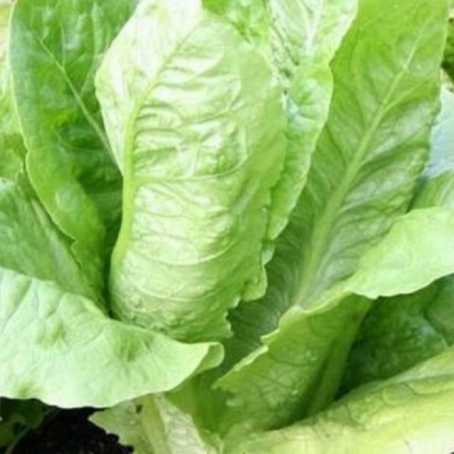 Parris Island Romaine Seeds Fresh Garden Seeds