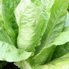 Parris Island Romaine Seeds Fresh Garden Seeds