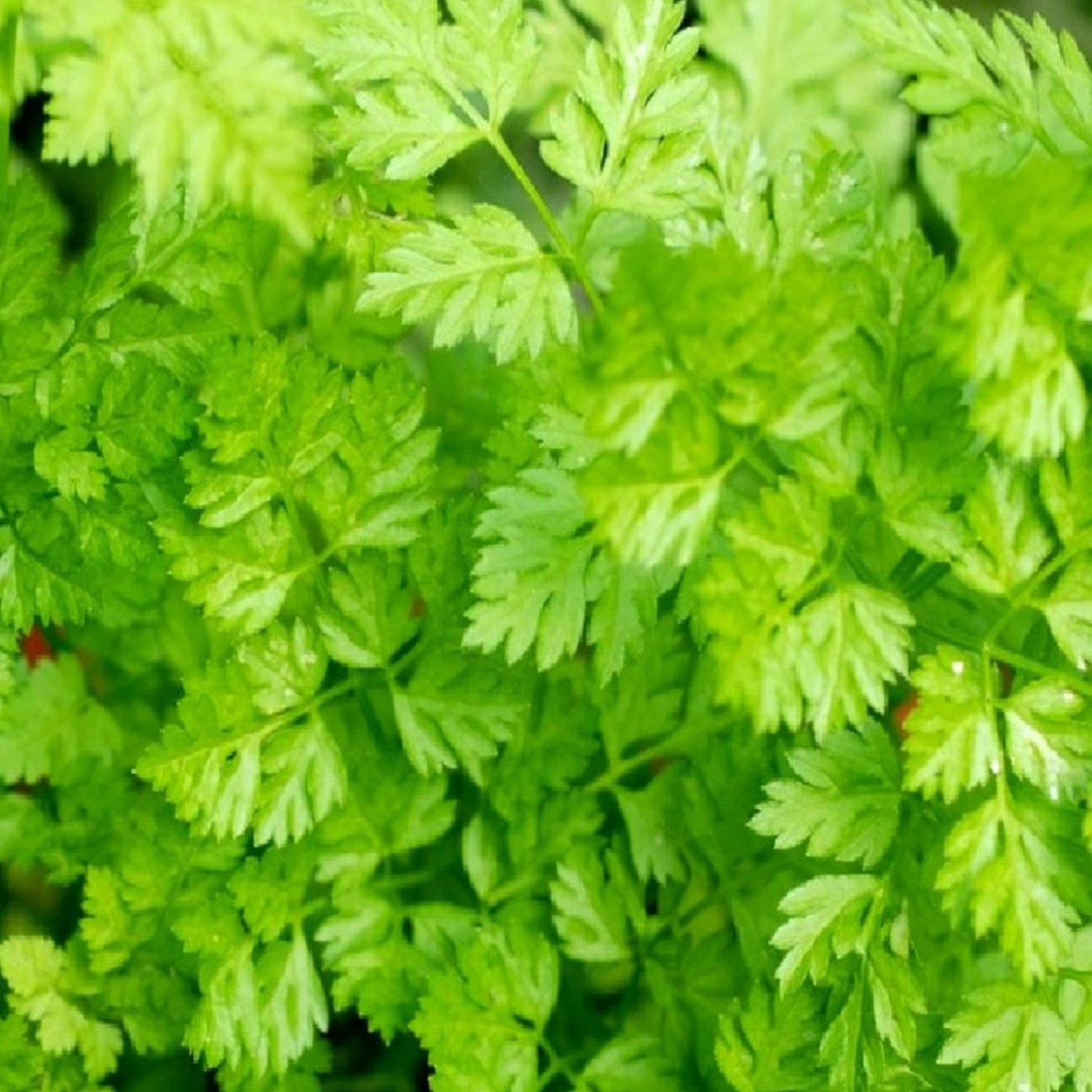 Cur Chervil Seeds Fresh Garden Seeds