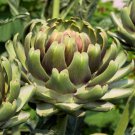 White Cardoon Seeds Fresh Garden Seeds