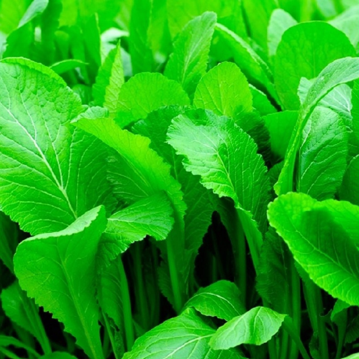 Florida Broadleaf Mustard Seeds Mustard Seeds Garden Seeds