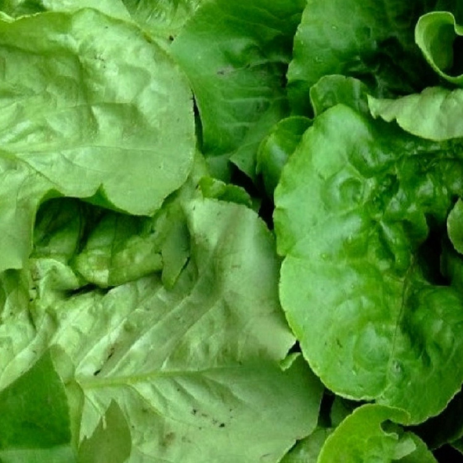 Viroflay Spinach Seeds Fresh Garden Seeds