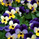 Johnny Jump Up Viola Seeds Fresh Flower Seeds