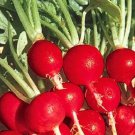 Champion Radish Seeds Radish Seeds Fresh Garden Seeds