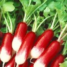 French Breakfast Radish Seeds Radish Seed Garden Seeds