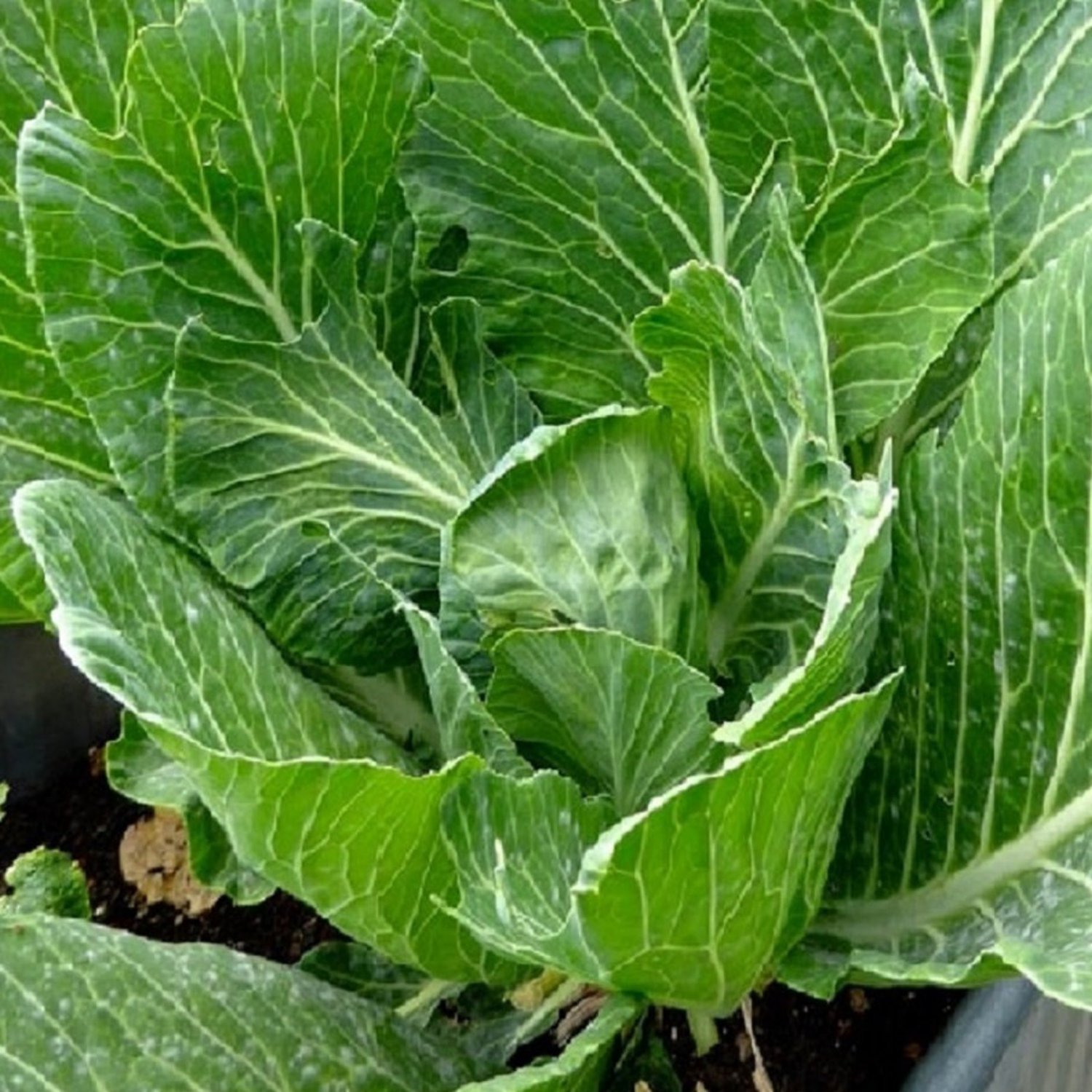 Vates Collards Seeds Fresh Garden Seeds