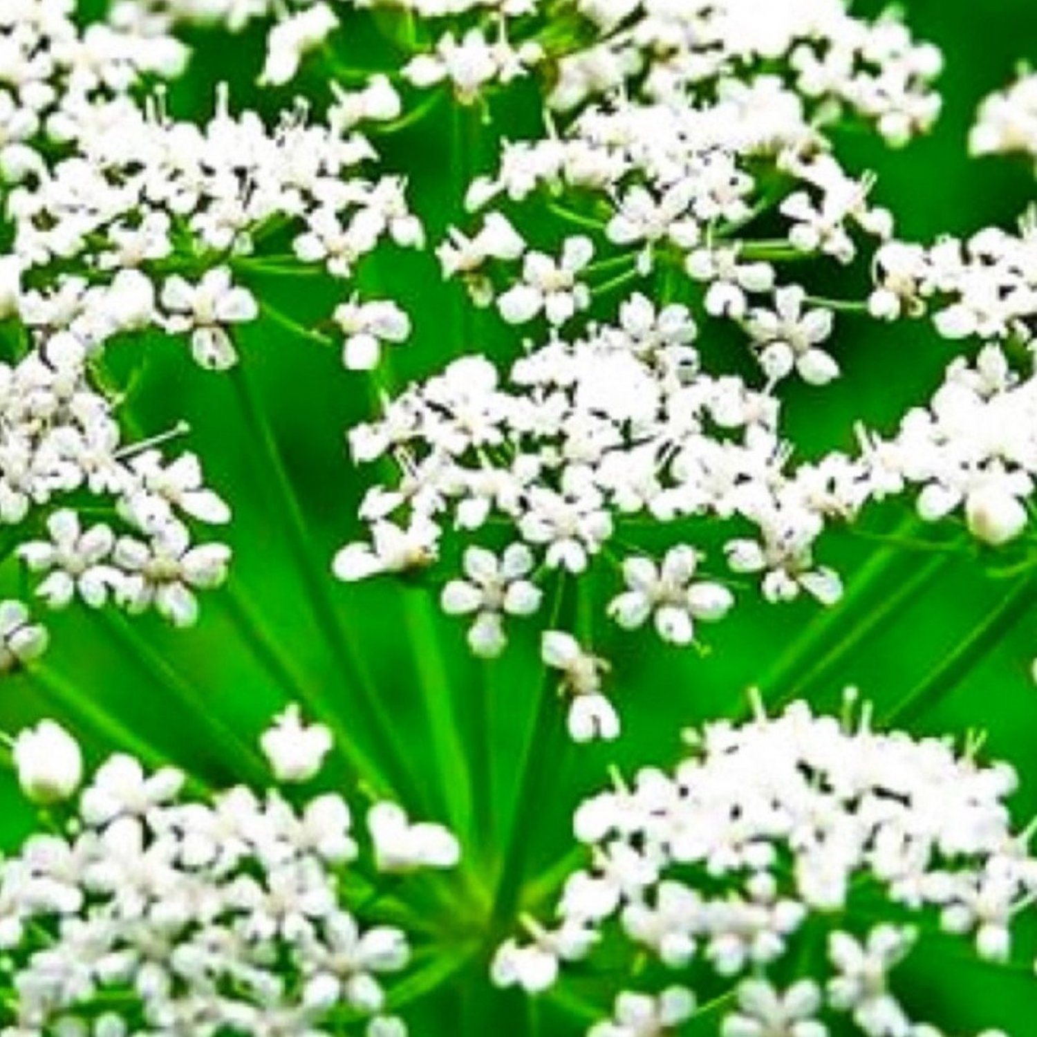 Anise Seeds Fresh Garden Seeds