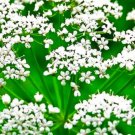 Anise Seeds Fresh Garden Seeds