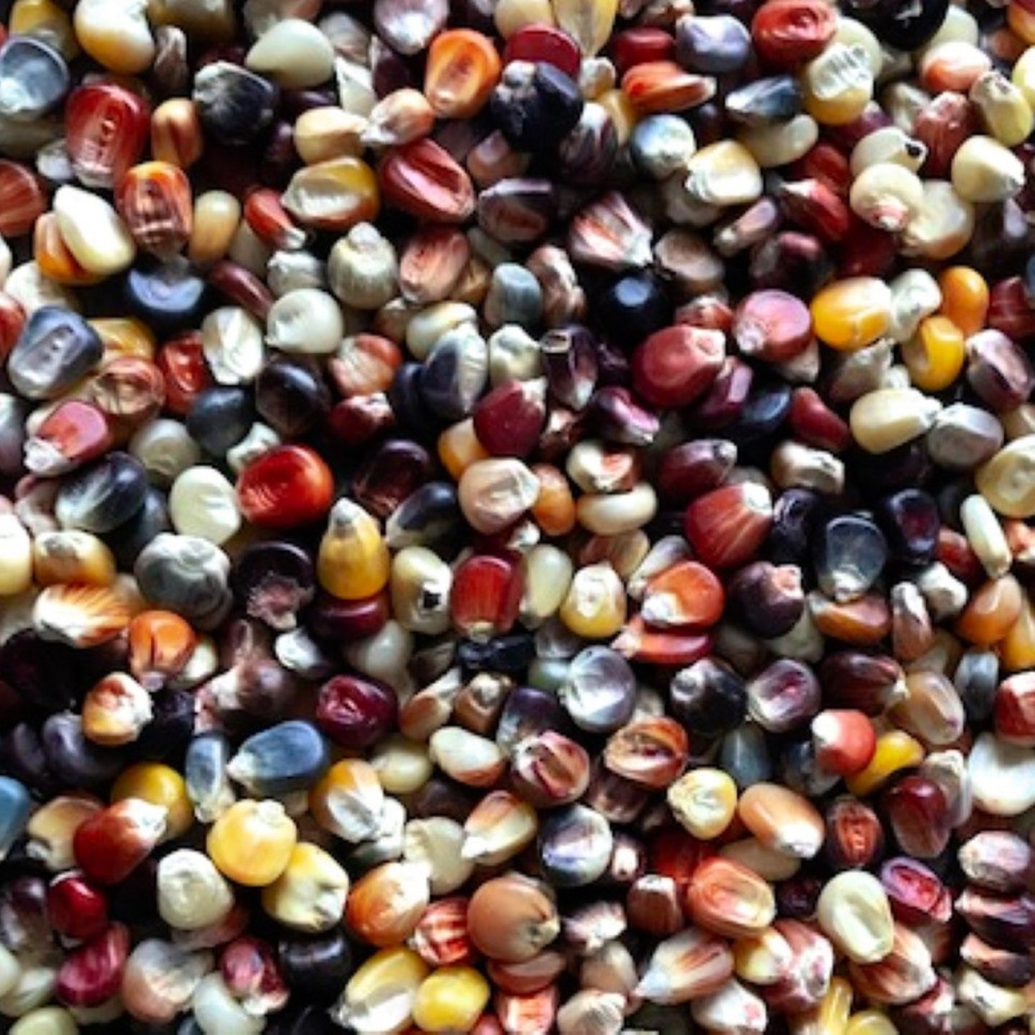 Ornamental Indian Corn Seeds Fresh Garden Seeds