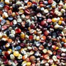 Ornamental Indian Corn Seeds Fresh Garden Seeds