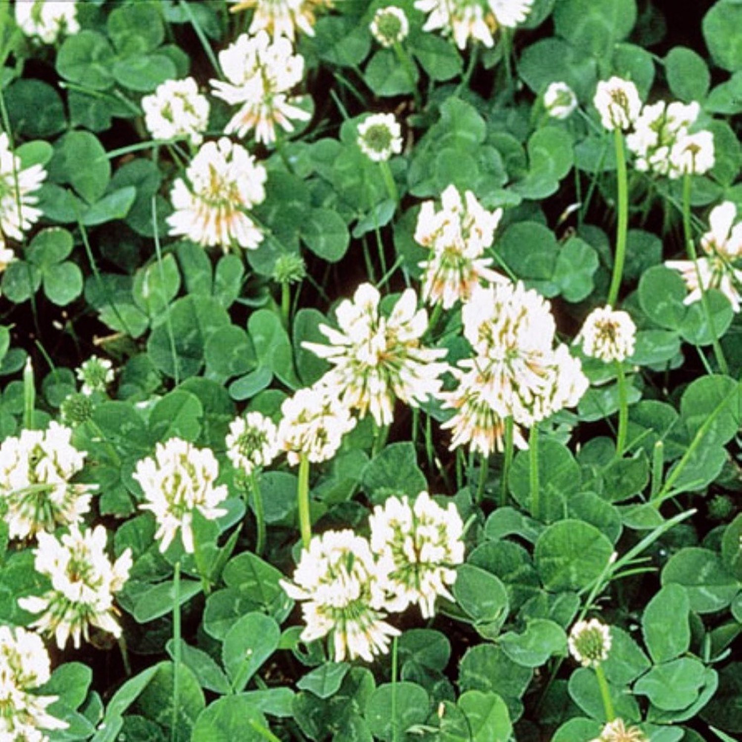 White Dutch Clover Cover Crop Seeds Fresh Flower Seeds