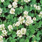 White Dutch Clover Cover Crop Seeds Fresh Flower Seeds