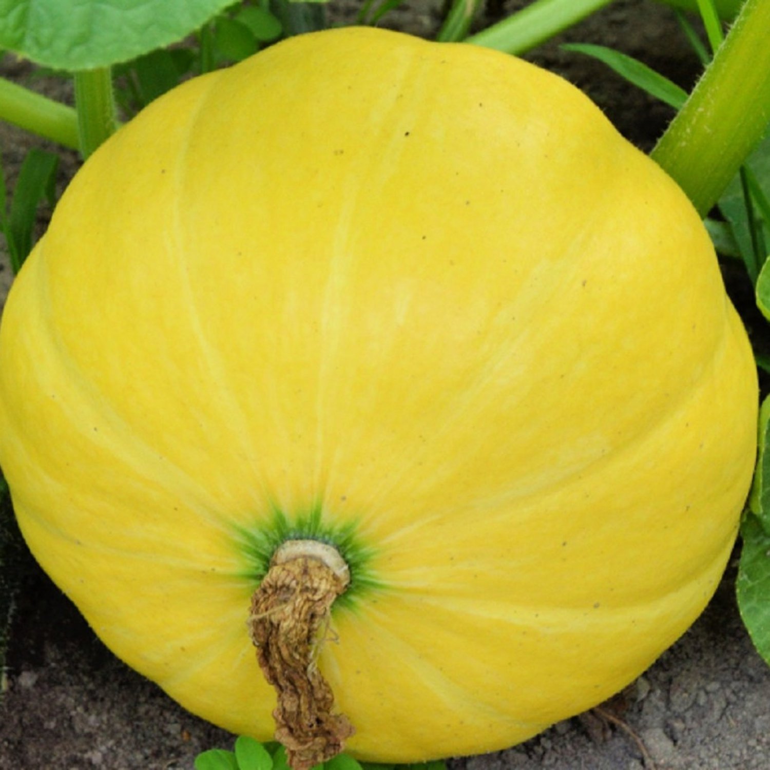 Yellow Paris Pumpkin Seeds Fresh Garden Seeds