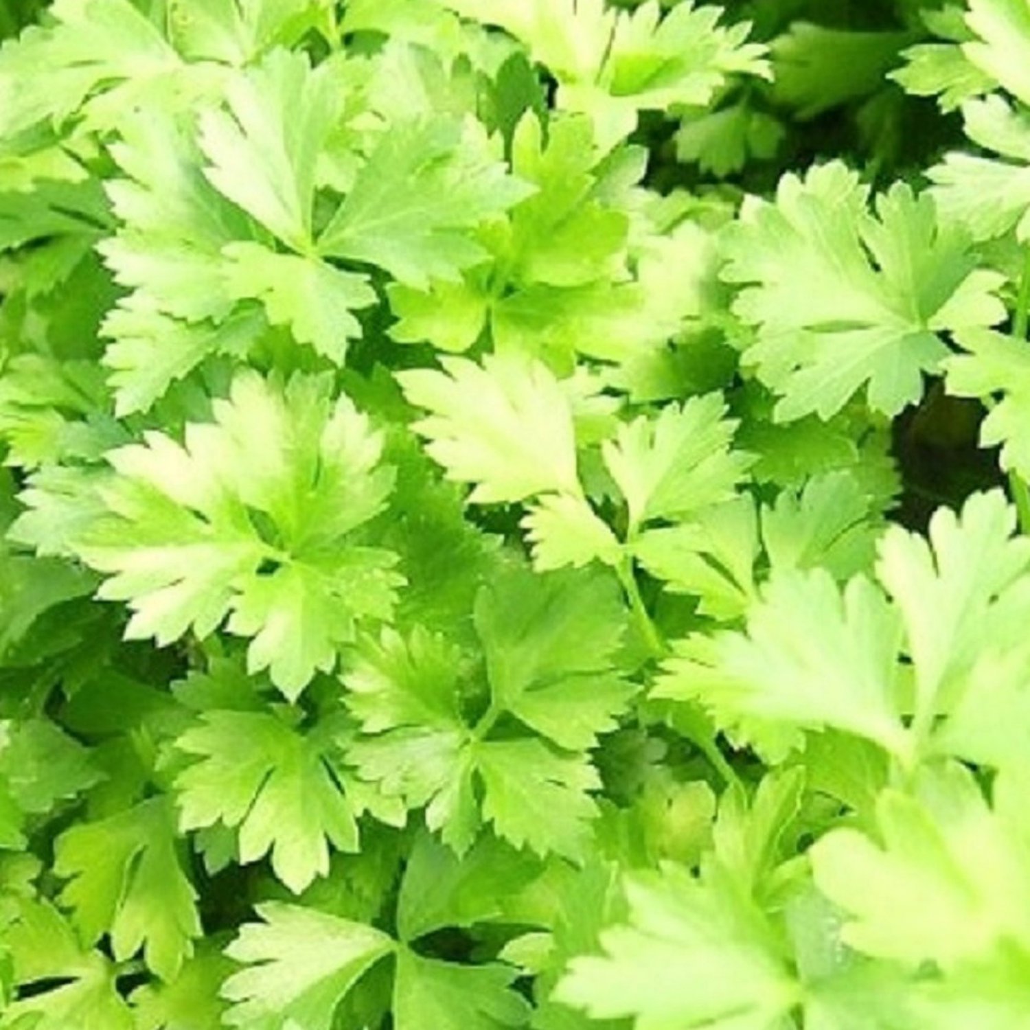 Italian Parsley Dark Green Flat Leaf Seeds Fresh Garden Seeds