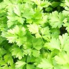 Italian Parsley Dark Green Flat Leaf Seeds Fresh Garden Seeds