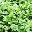 Giant Noble Spinach Seeds Fresh Garden Seeds