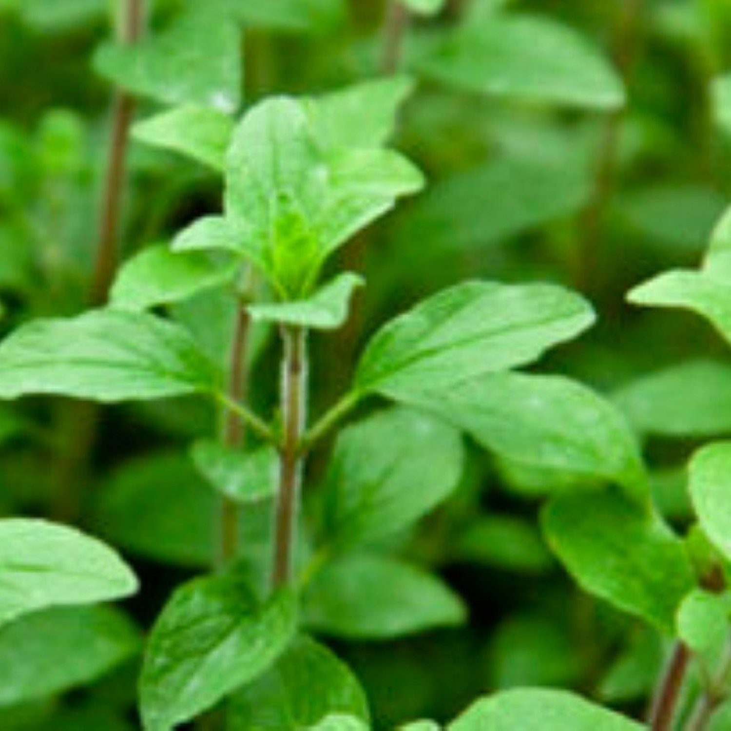 Common Italian Oregano Seeds Fresh Garden Seeds