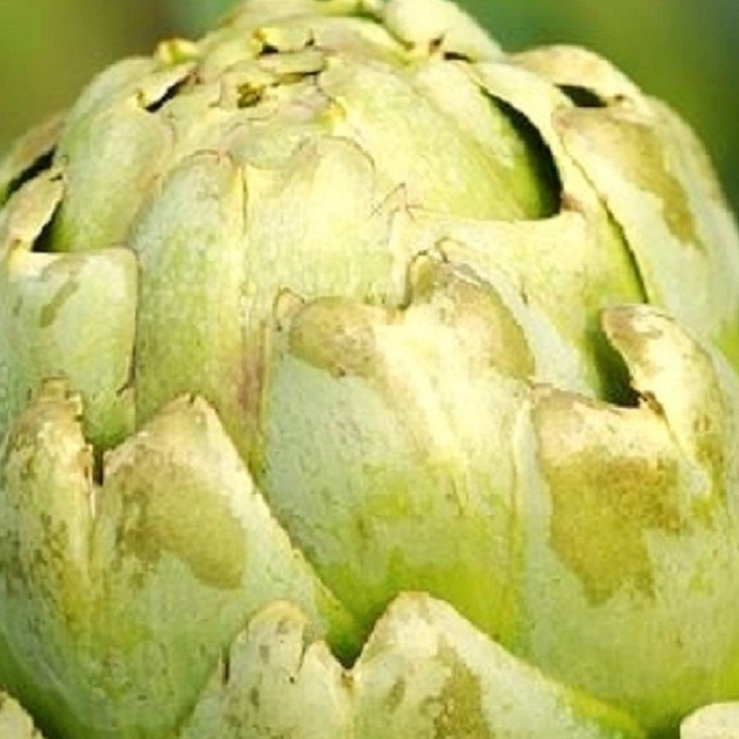 Green Globe Artichoke Seeds Fresh Garden Seeds